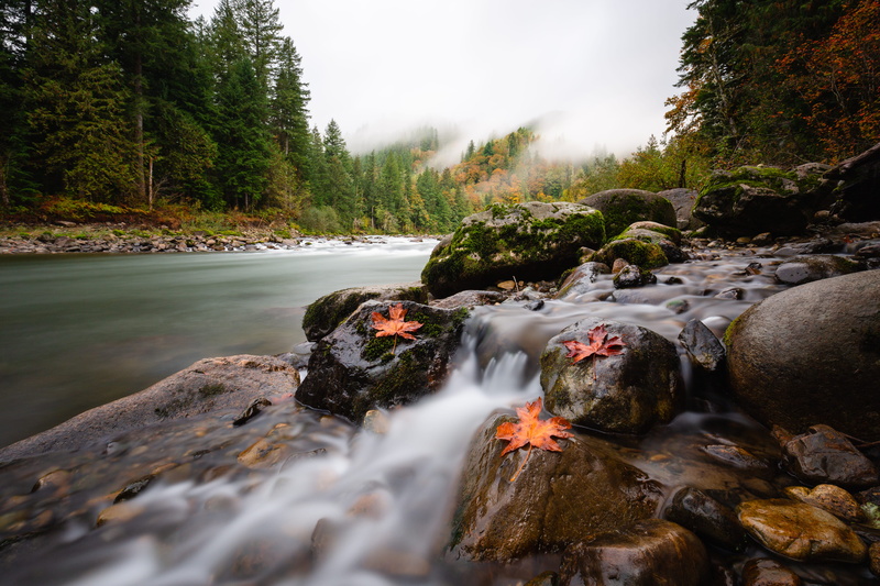 tree, washington state, stream, no people, forest, day, pacific northwest, flowing water, leaf, plant, cloud, nature, middle fork, flowing, rock - object