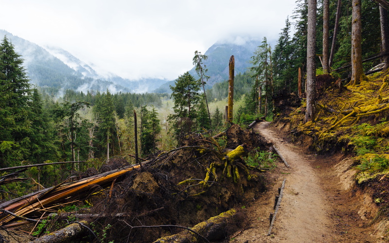 coniferous tree, washington, north bend, woodland, brown, landscape, adventure, pacific northwest, cliff, hike, environment, cloud - sky, pine woodland