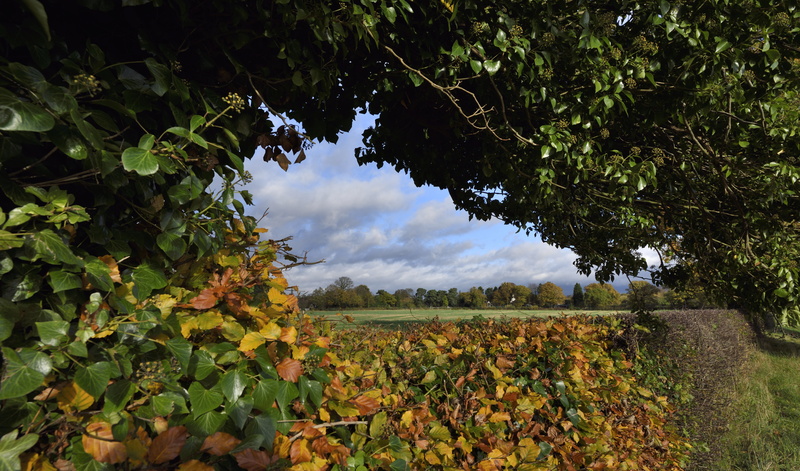plant part, landscape, hedgerow, northwest, leaf, field, north, sky, land, rural scene, cloud - sky, tourist, day, growth, plantation, agriculture, old