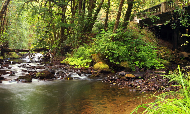 moss, Bridge  River, 4K, forest, North  Fork, landscape, beside, nature, green Color, Nature  Photography, beauty In Nature, North Fork, Water  Flow, stream