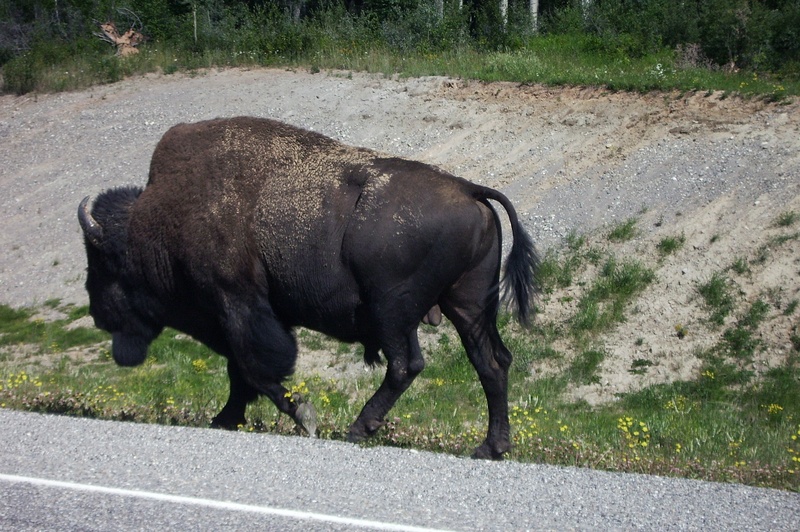 herbivorous, one animal, day, bison, animals in the wild, no people, vertebrate, north, canada, buffalo, full length, animal wildlife, 1080P, walking