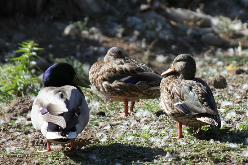 rock, duck, animal, day, northwest, bird, poultry, sunlight, animals in the wild, mallard, purple head, focus on foreground, zoology, white, land, no people