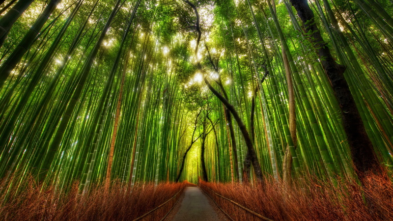 trey, path, ratcliff, bamboo, forest, 4K