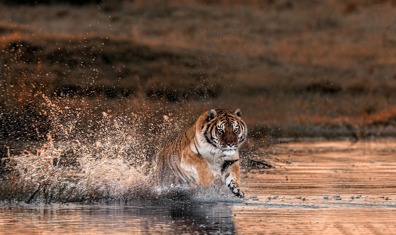 tiger, 1080P, squirt, running, river