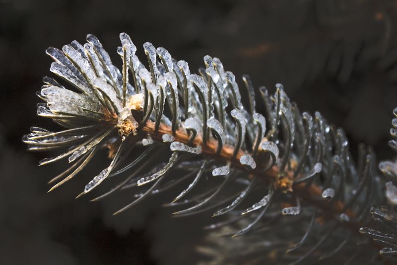 water, ice, no people, selective focus, close-up, cold, 5K, raindrop, drop, freshness, day, frost, nature, flower head, vulnerability, frigid, tree, winter