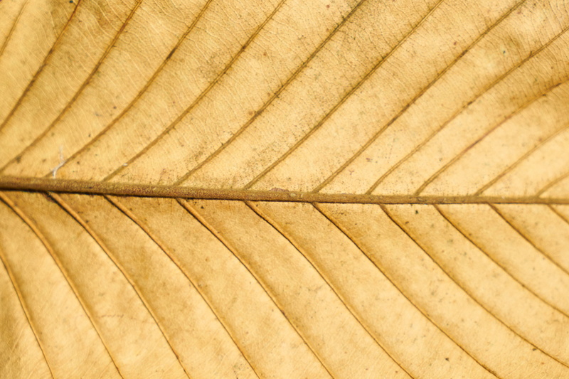 beautiful, parallel, no people, pattern, in a row, the leaves are, leaves, studio, repetition, background, nobody, staircase, detail shots, wood - material
