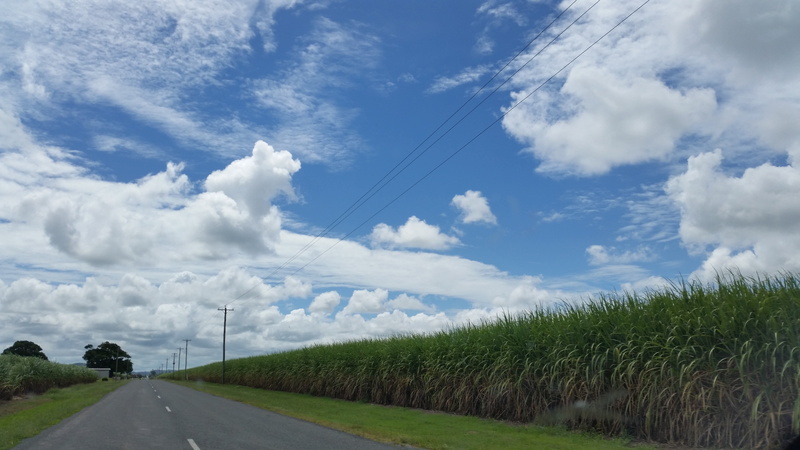 rural, road, agriculture, blue, field, view, transportation, sunlight, green, tranquility, season, bright, crop, sugar cane, colorful, bitumen, scene, travel