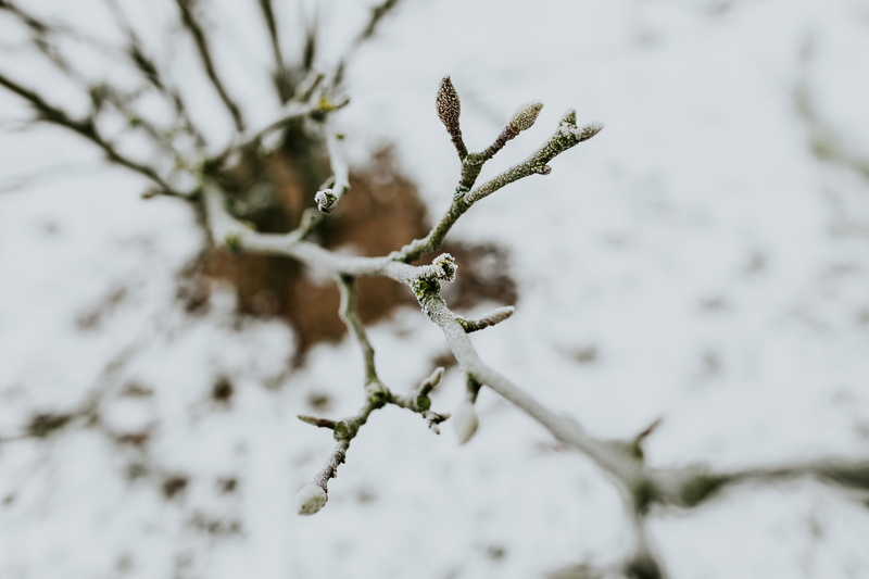 trees, 5K, white color, winter, close, plant, twig, season, cold - Temperature, snowy, nature, day, ups, lichen, ice, frost, coniferous tree, weather
