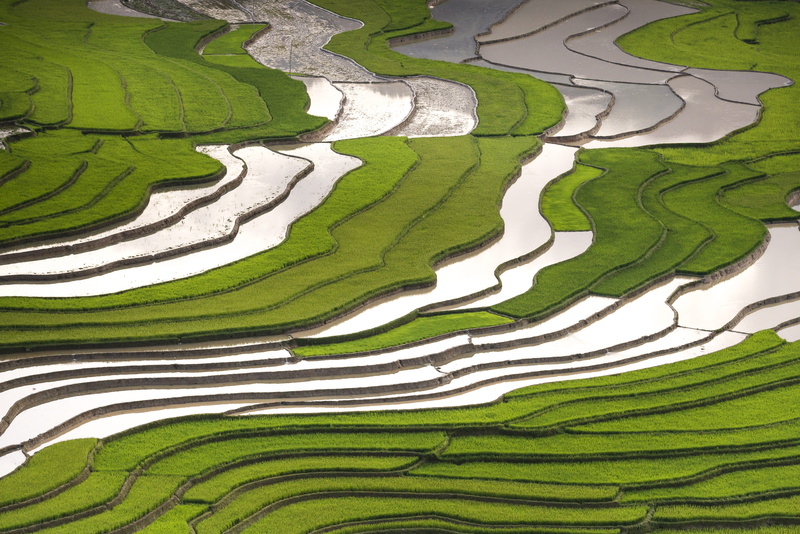 field, crop, flora, photography, terraces, farm, day, pattern, dawn, plantation, countryside, cropland, land, environment, farming, scenics - nature, outdoors