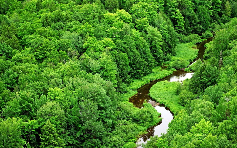 lush Foliage, outdoors, foliage, plant, summer, growth, high angle view, scenics, springtime, environment, green, wood, nature, non-Urban Scene, tree, europe