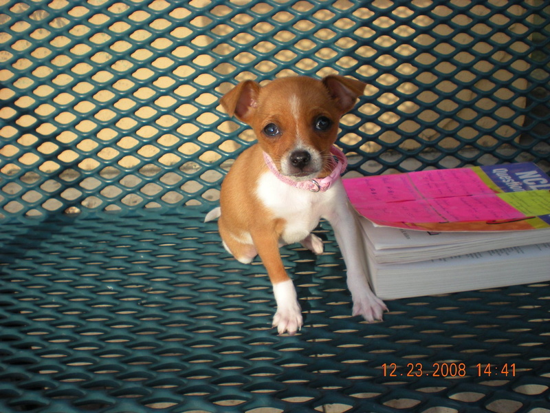 sitting, sacramento, bench, animals, 1080P, chihuahua