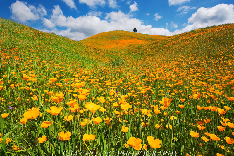 California  Wild, sky, flower, California Dream, California Poppy, Wild Flower, landscape, 1080P, meadow, rural Scene, california, field, nature, petaled