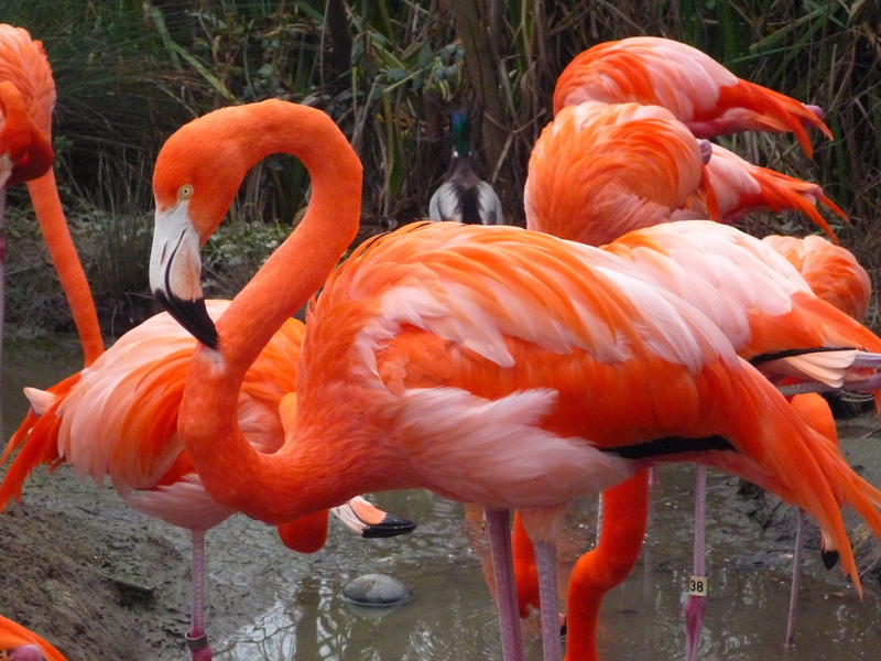 animals in the wild, lake, pink, nature, animal themes, outdoors, flamingo, animal neck, vertebrate, pink color, large group of animals, sacramento zoo