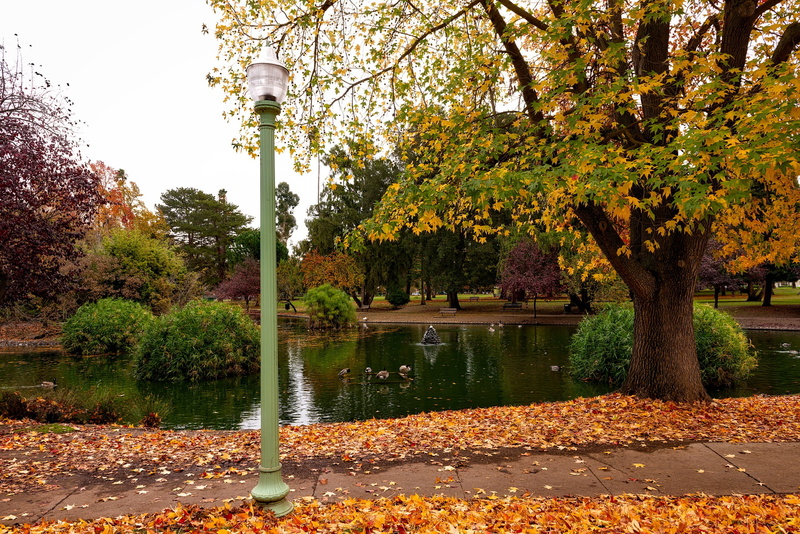 no people, reflections, landscape, 1080P, ducks, tranquil scene, tree, lamppost, scenics - nature, green, growth, street, sacramento, change, autumn collection