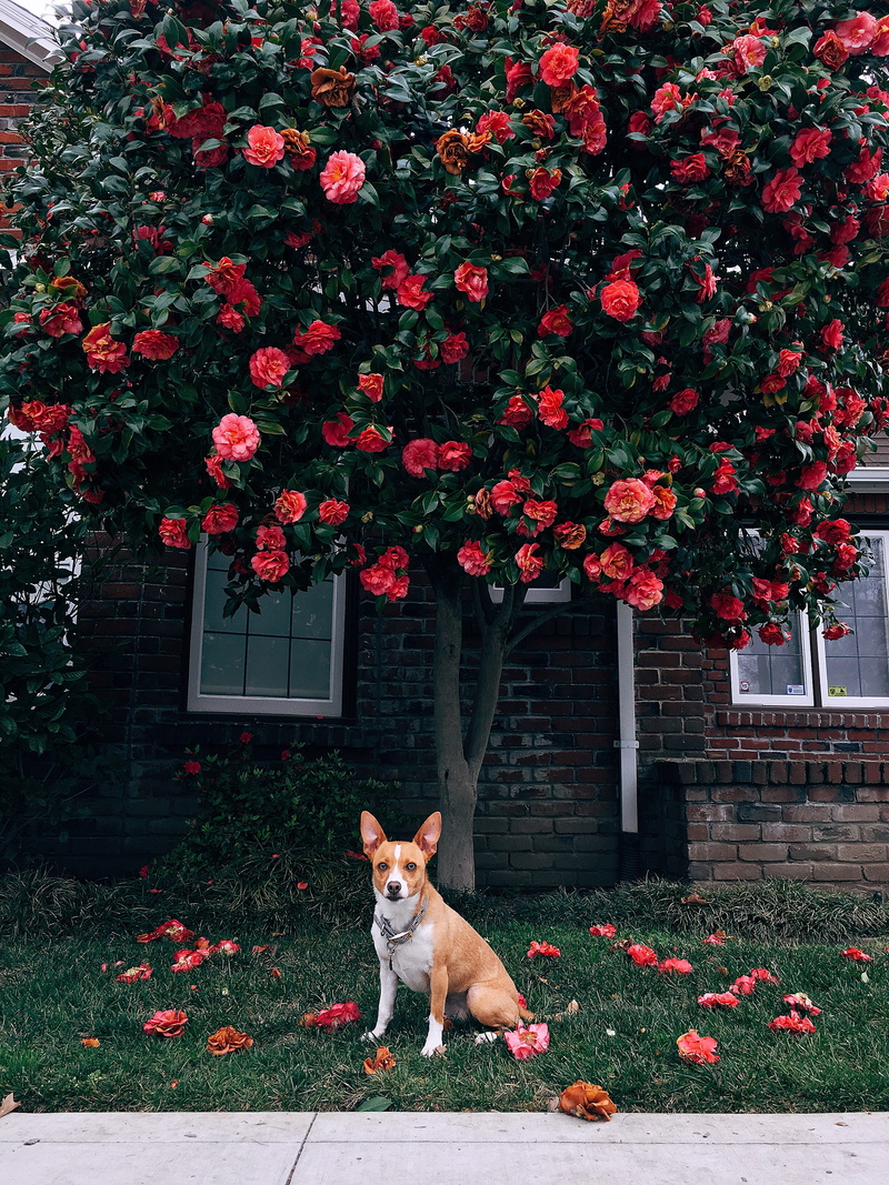 vertebrate, plant, united states, day, pets, domestic animals, one animal, jack russell, canine, dog, nature, rescue dog, animal, growth, flowering plant