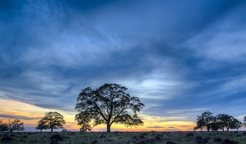 dusk, tranquility, evening, trees, landscape, clouds, orange color, non-urban scene, usa, sunset, california, sacramento, land, idyllic, nature, sky, beauty in nature