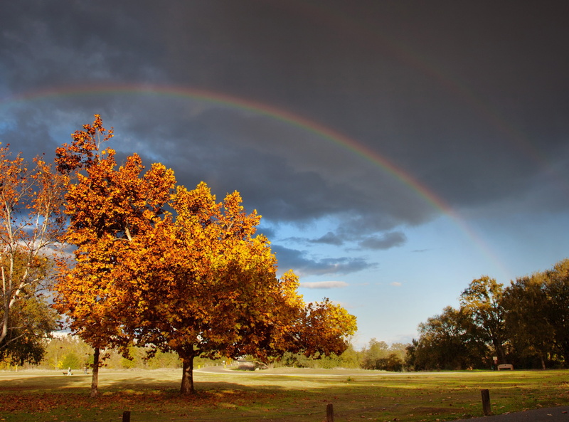 tranquil scene, double, Fall, plant, no people, outdoors, Seasons, Tree, environment, Colours, trees, brown, Rainbow, multi colored, non-urban scene, landscape