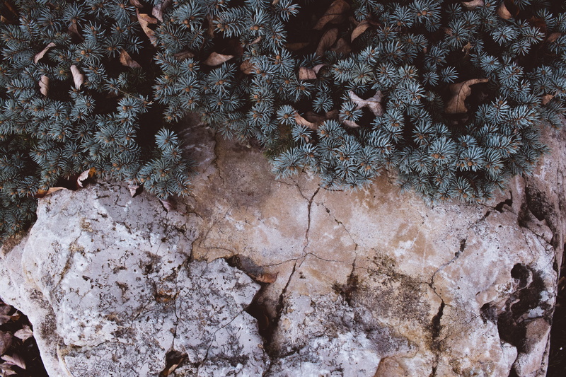 plants, nature, brown, 5K, high angle view, rock - object, growth, tranquility, cliff, cold temperature, stone, full frame, aerial view, no people, rock