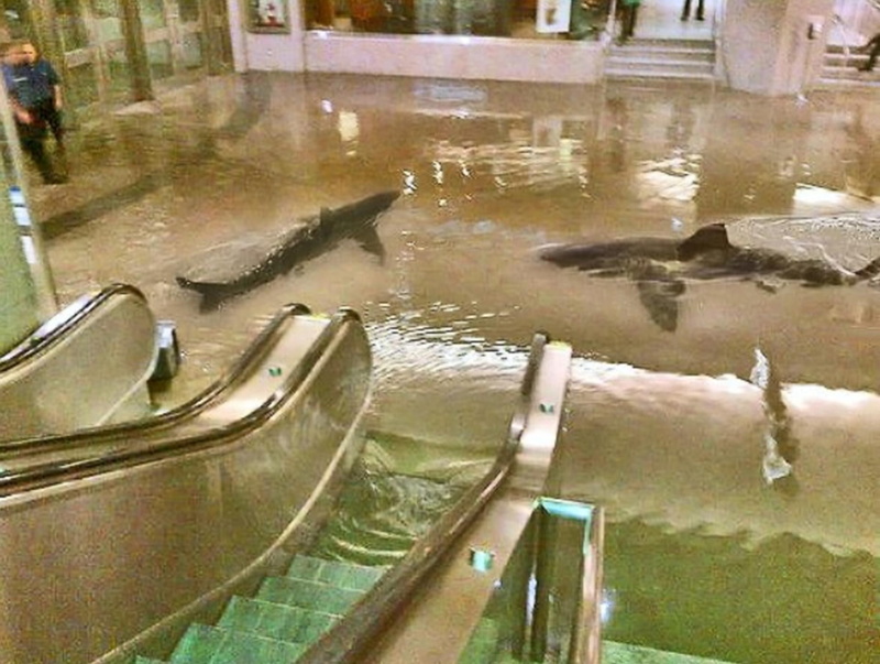 animals, other, sale, big, shopping, sharks, mall, going, 1080P
