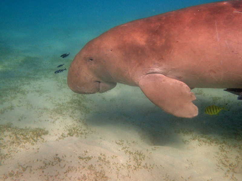undersea, one animal, red sea, animal, water, sand, snorkeling, no people, outdoors, marine, animal themes, vertebrate, animal wildlife, underwater, 4K
