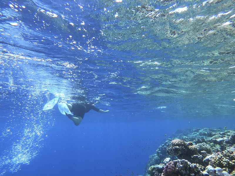 one person, human, 2K, adventure, nature, a woman snorkeling near the coast, real people, outdoors, sea life, underwater, person, animal themes, underwater diving