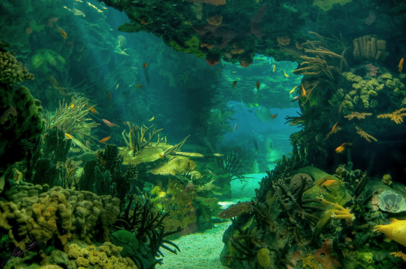 snorkeling, multi Colored, undersea, seabed, sea Life, tropical Climate, no people, group of animals, water, fish, wildlife, school of fish, vertebrate