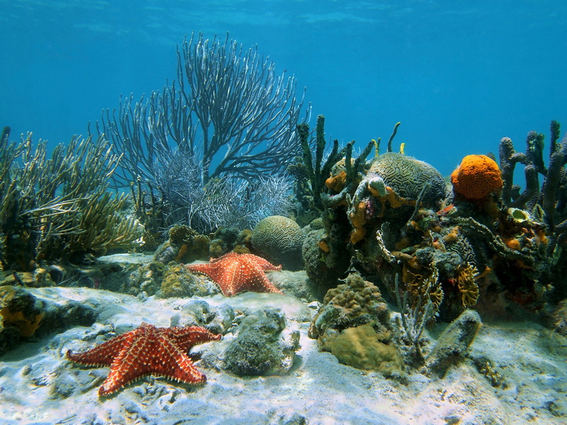 no people, tropical Climate, group of animals, ecosystem, underwater, scuba Diving, animal themes, red, snorkeling, deep, hard Coral, animals in the wild