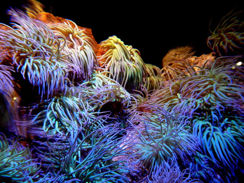 selective, sea anemone, nature, black background, tropical, 720P, animal, multi colored, no people, reef, coral, focus, sea life, aquarium, photography