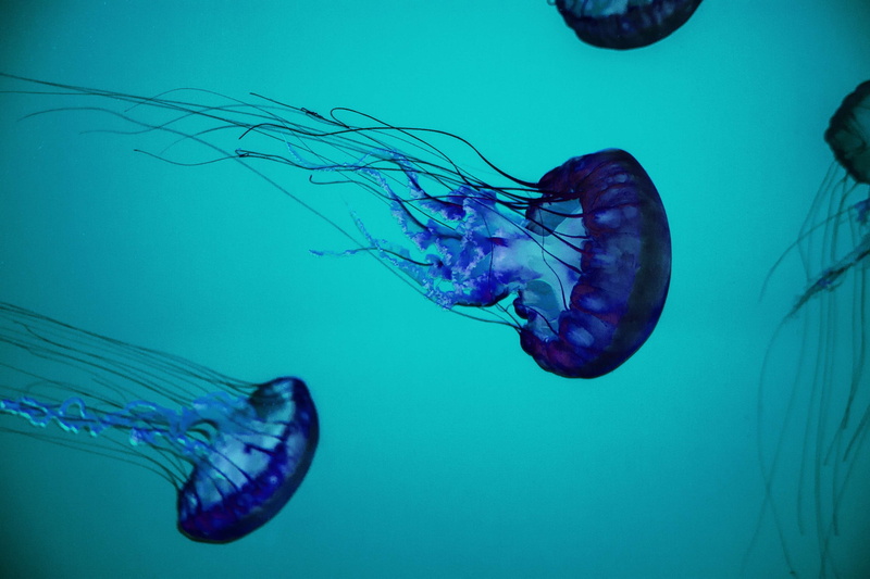 marine, animal, swimming, ocean, wild, tropic, turquoise colored, sea, nature, environment, animal themes, group of animals, floating on water, sea life
