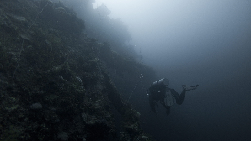 pacific, scuba diving, animal wildlife, human, sport, people, activity, sports, diver, land, swimming, snorkeling, aqualung - diving equipment, undersea