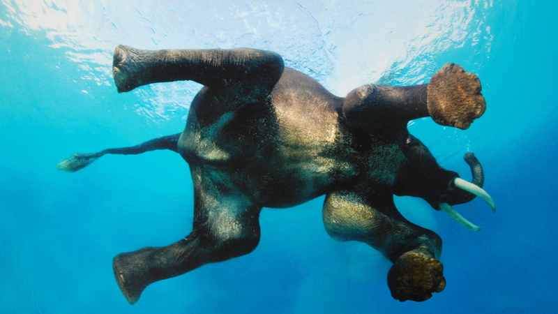 vacation, water, scuba diver, breathing device, beach, blue, person, 1080P, no people, animal wildlife, undersea, tropical, turquoise colored, sea, travel