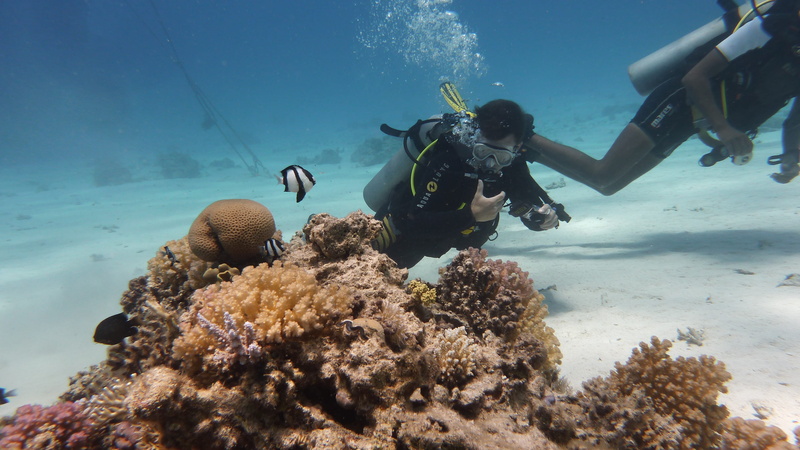 scuba diving, animals in the wild, adventure, aquatic sport, animal, animal wildlife, underwater diving, beside, 4K, Underwater, exploration, sea, Diving