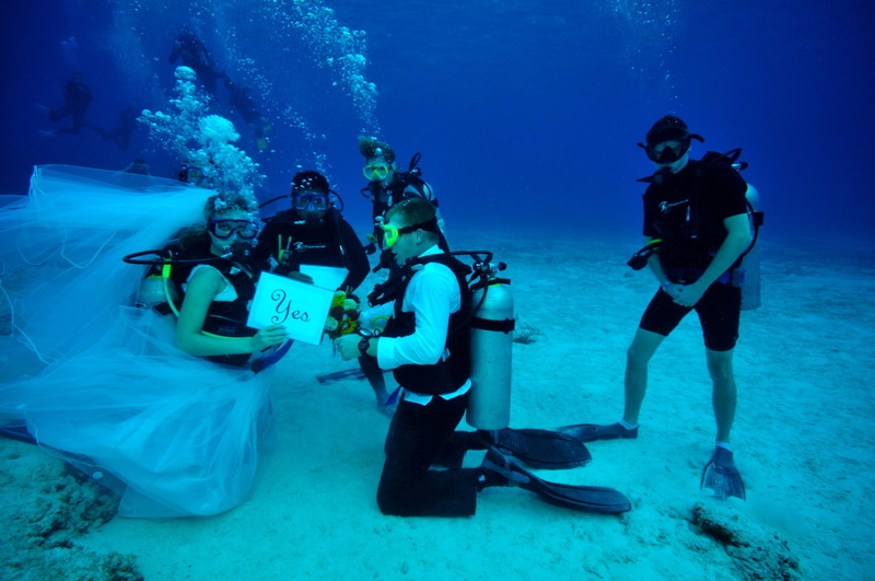 nature, sea, 1080P, sport, underwater, underwater diving, animal wildlife, sea life, diving equipment, aquatic sport, aqualung - diving equipment, marine