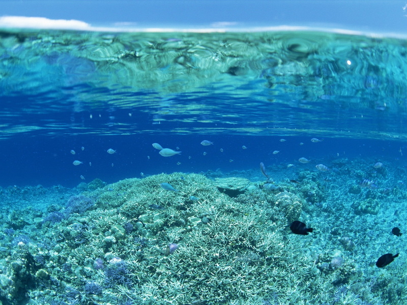 island, deep, snorkeling, turquoise colored, swimming, day, swimming Animal, beauty In Nature, below, surface level, animal wildlife, scuba Diving, nature