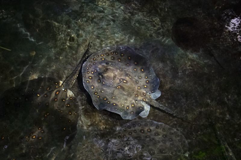 animals in the wild, animal wildlife, beast, undersea, the coast, close-up, aquarium, swimming, sea, rays, nature, ocean, camouflage, under-water, 5K