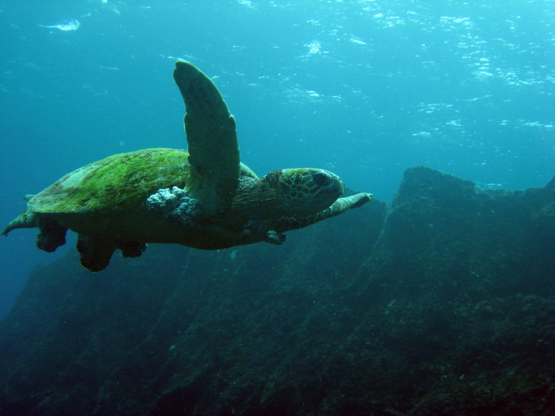 sea, nature, pacific Ocean, underwater diving, marine, swimming, green Turtle, vertebrate, sea turtle, undersea, green, animal, reptile, blue, water, scuba Diving