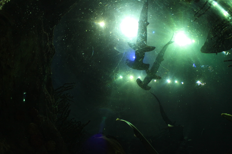 undersea, swimming, adventure, wildlife, nature, marine, skyscraper, fish, lighting equipment, underwater diving, exploration, real people, animal, hong kong
