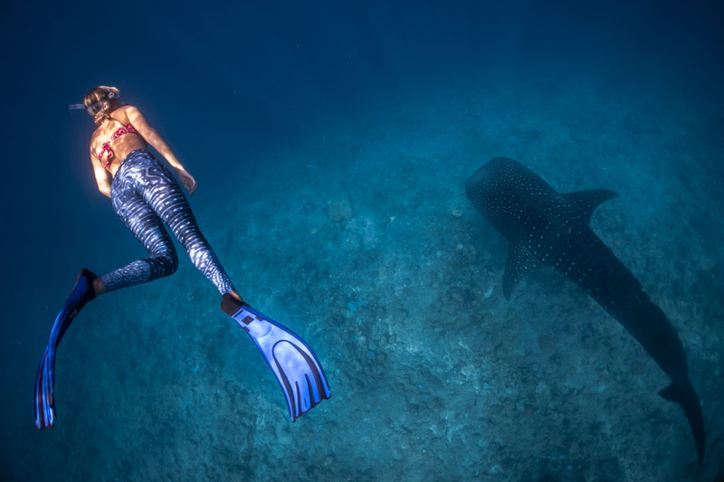 human arm, undersea, water, animal wildlife, underwater, blue, one person, diving, outdoors, sea, animals in the wild, full length, sea life, human limb
