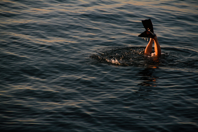 animal, sea, day, china, vertebrate, no people, dive, person, waterfront, diving, bird, shandong, beauty in nature, 5K, one animal, floating on water
