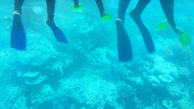 sea life, unrecognizable person, nature, underwater, snorkelling, flippers, reef, exploring, coral, marine, sea, undersea, swimming pool, diving equipment