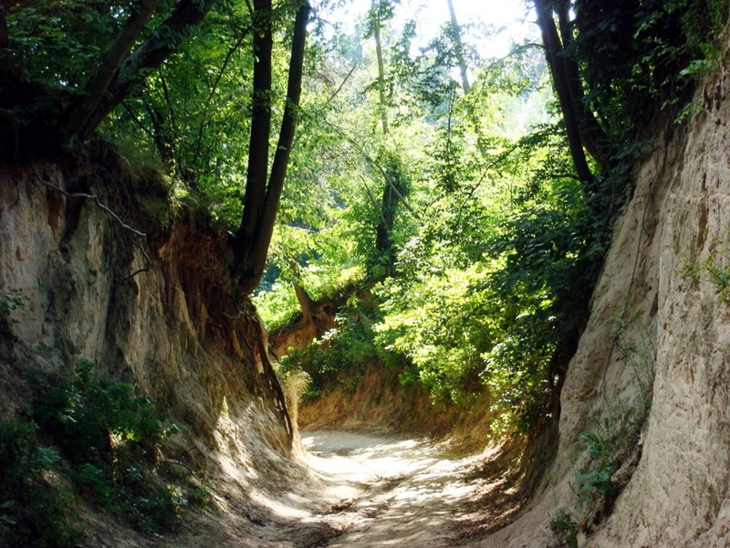 roots, 3d and abstract, pathway, summer, trees, pol, ravine, kazimierz, lined, poland, 1080P