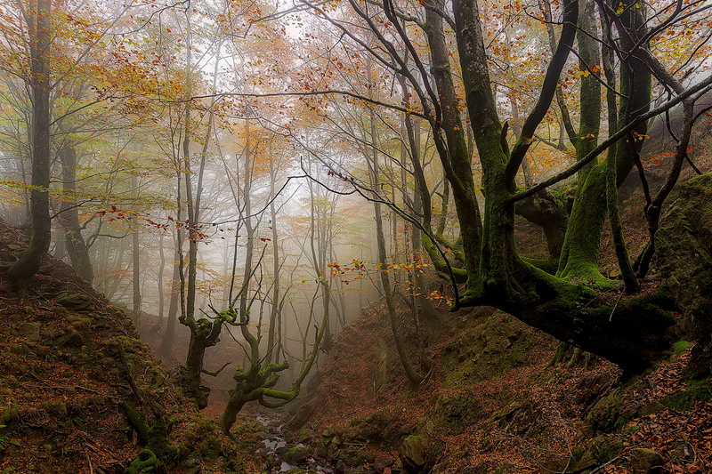 forest, autumn, Basque Country, 1080P, Spain, trees, the ravine, fog