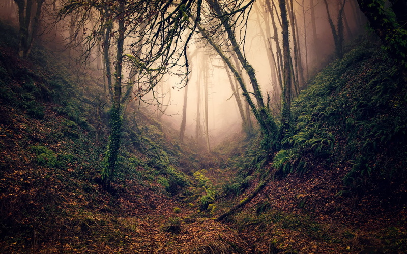 Ravine, 1080P, Branches, Forest, Fog, Trees