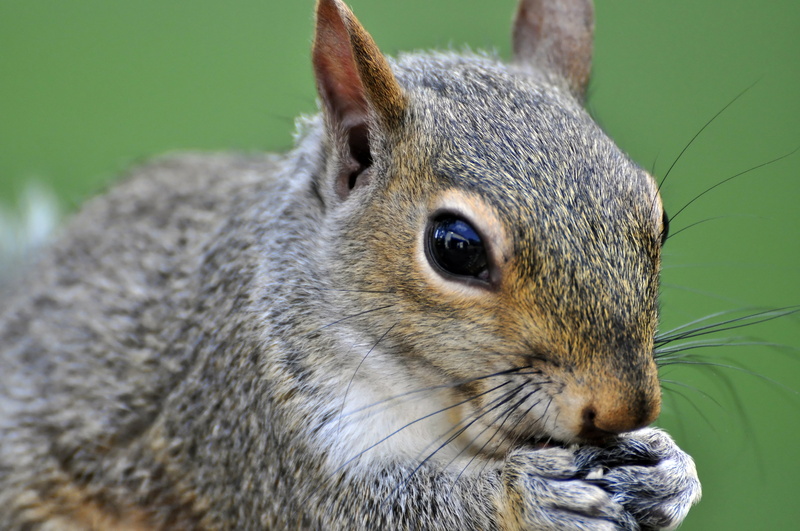 fur, rodent, brown, animal, photo, 4K, close-up, mammal, cute, outdoors, macroshot, Squirrel, wildlife, nature