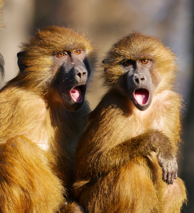 animal wildlife, two, day, aggression, mouths, focus on foreground, two animals, friends, shouts, call, 1080P, animal hair, baboon, according to, mouth