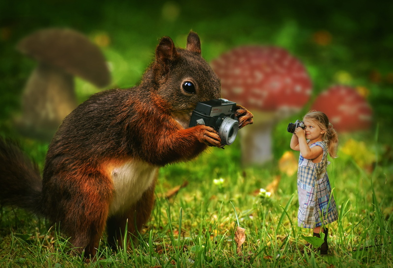 grey, camera, mammal, fairy tales, outdoors, field, childhood, composing, photo montage, fur, girl, infront, eating, nature, food, land, cute, animal wildlife