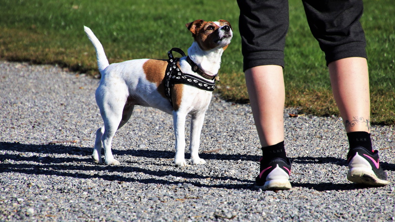 a friend of man, friendship, young, low section, animal themes, para, on a walk, one animal, dog house, mammal, friends, shorts, spring, stands, canine