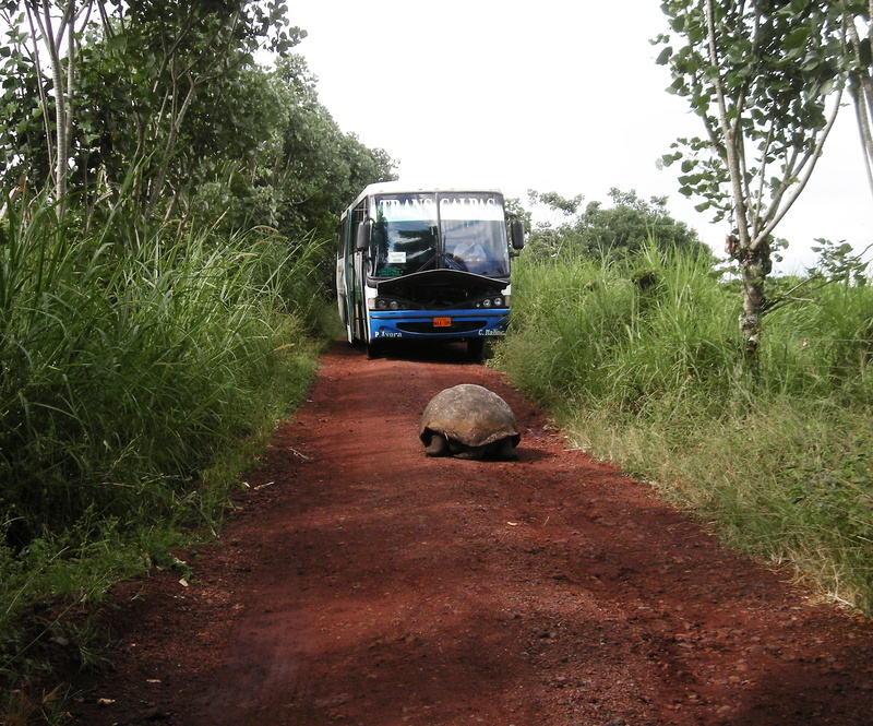 day, land vehicle, tortoise, pacific, plant, no people, turtle, near, equator, on the move, tree, ecuador, motor vehicle, rocks, transportation, 1080P