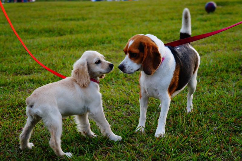 puppies, grass, 5K, vertebrate, purebred dog, walk, english, animal, canines, pet collar, two animals, outdoors, infront, sunset, land, domestic animals
