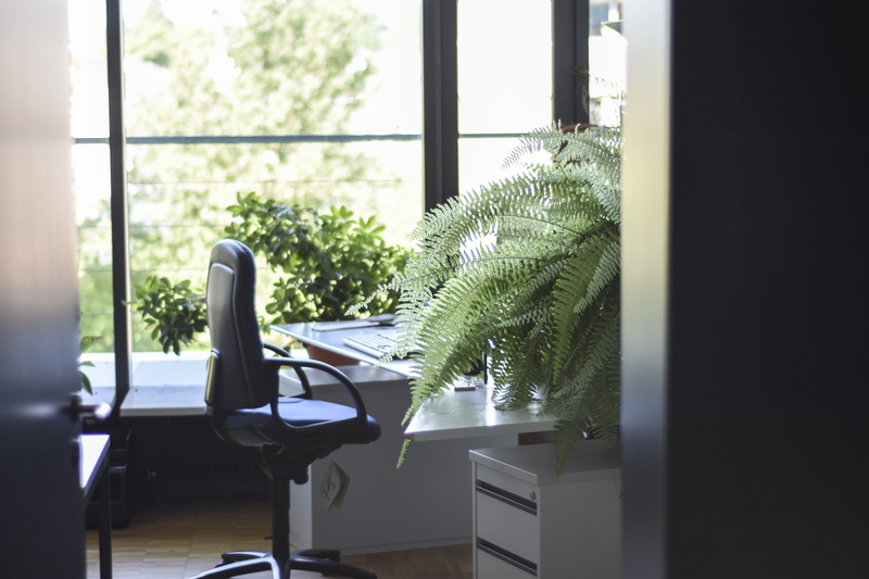 transparent, plant, room, sunlight, no people, business, empty, table, seat, 5K, chair, growth, day, indoors, leather, inside, green, rolling, potted